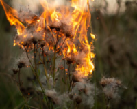 Подростки подпалили сухую траву на улице Попова в Смоленске