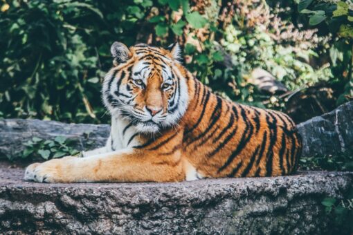 зоопарк тигр