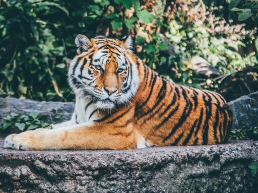 зоопарк тигр