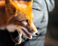 В Кинешме ввели карантин по бешенству из-за зараженного трупа лисы