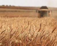 Аграриям Челябинской области не хватает 75 тонн семян