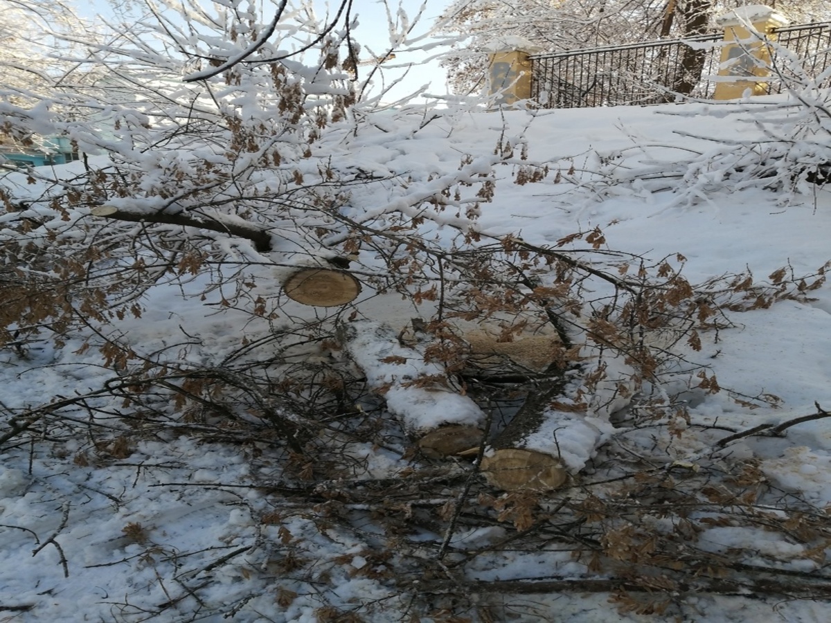 В городе Рязани на площади Мичурина на молодого человека упало дерево