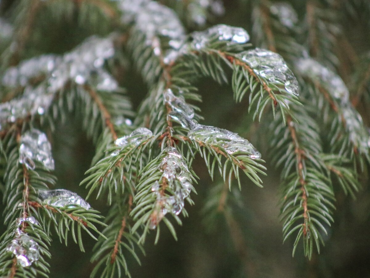 14 по 21 января в Рязани пройдет экоакция по приему на переработку новогодних елок