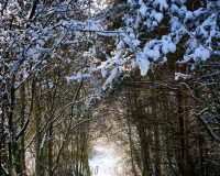 pathway-covered-snow-surrounded-by-trees-park