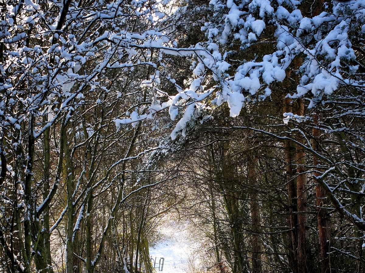 pathway-covered-snow-surrounded-by-trees-park