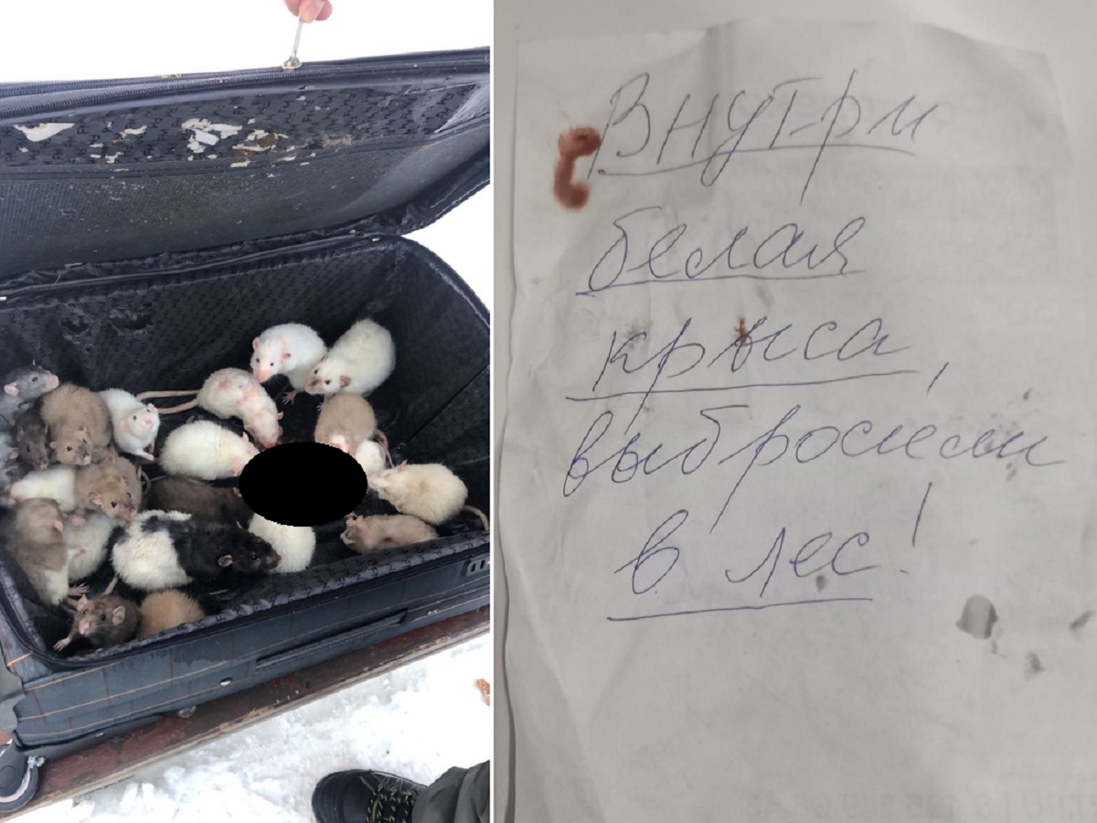 Чемодан с 25 декоративными крысами нашли на улице в Москве