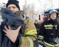 Пожарные в Пермском крае спасли из-под снега сову