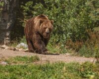 Не зли голодного медведя: от чего стоит воздержаться в Никифоров день