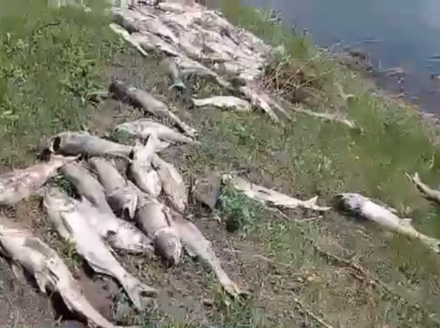 В Тамбовской области в пруду зафиксирована массовая гибель рыбы