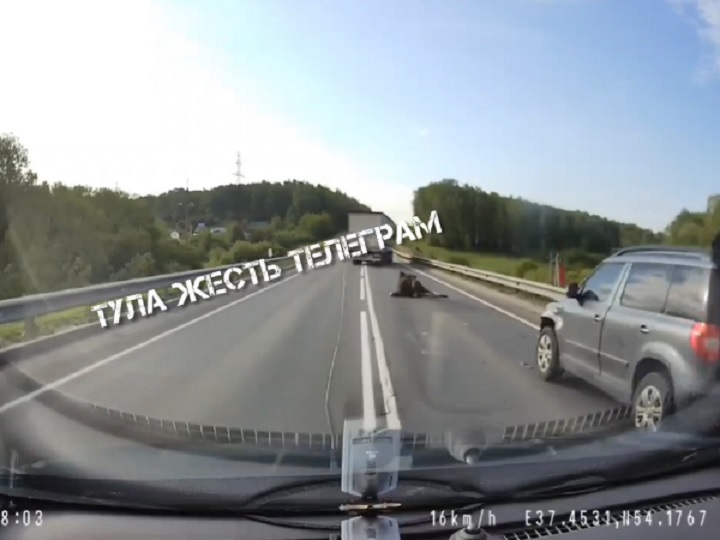 В Туле на Калужском шоссе легковушка «Шкода» сбила выбежавшего лося