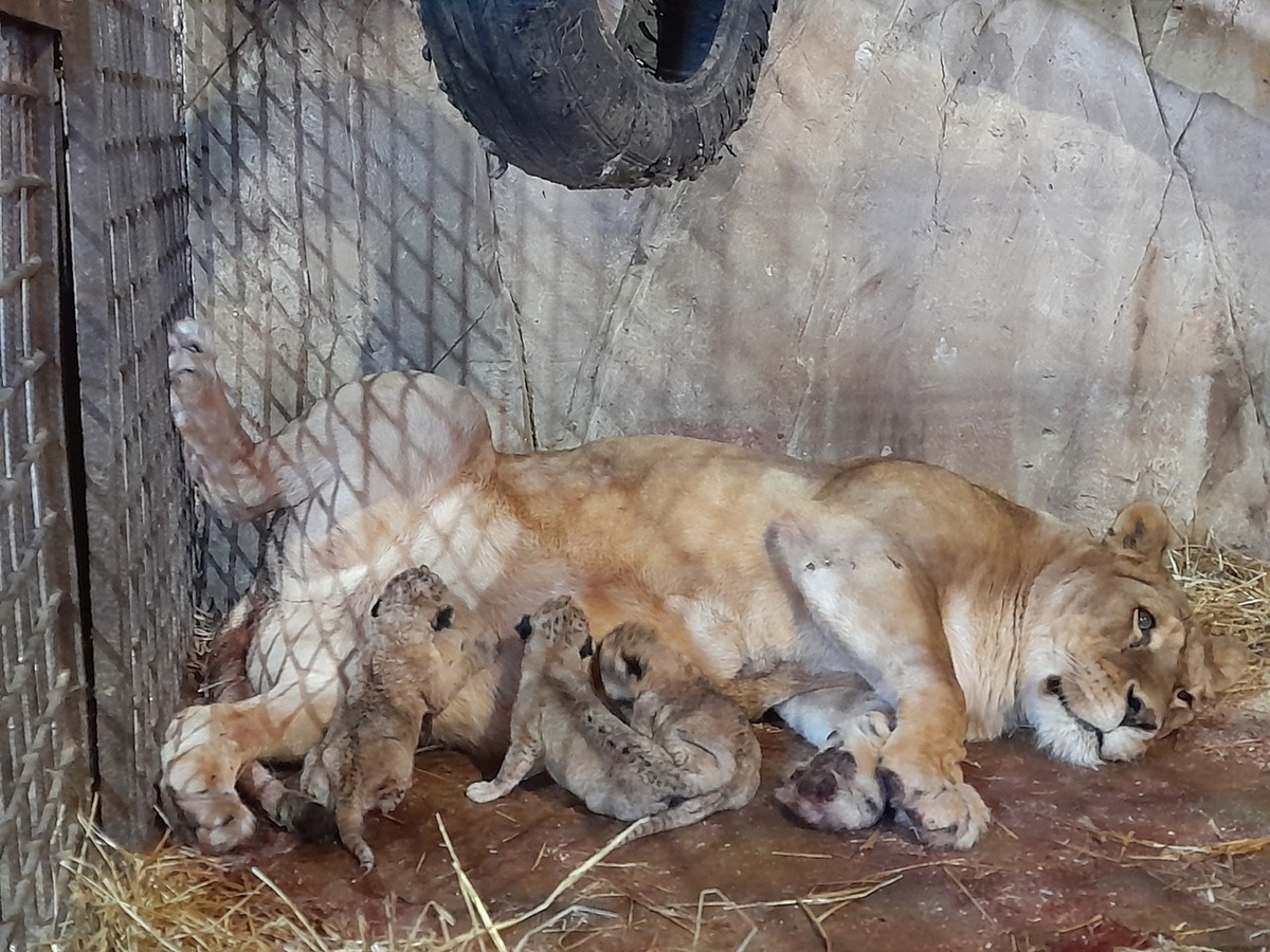 В Рязанской области в Ряжском зоопарке у львицы родились львята