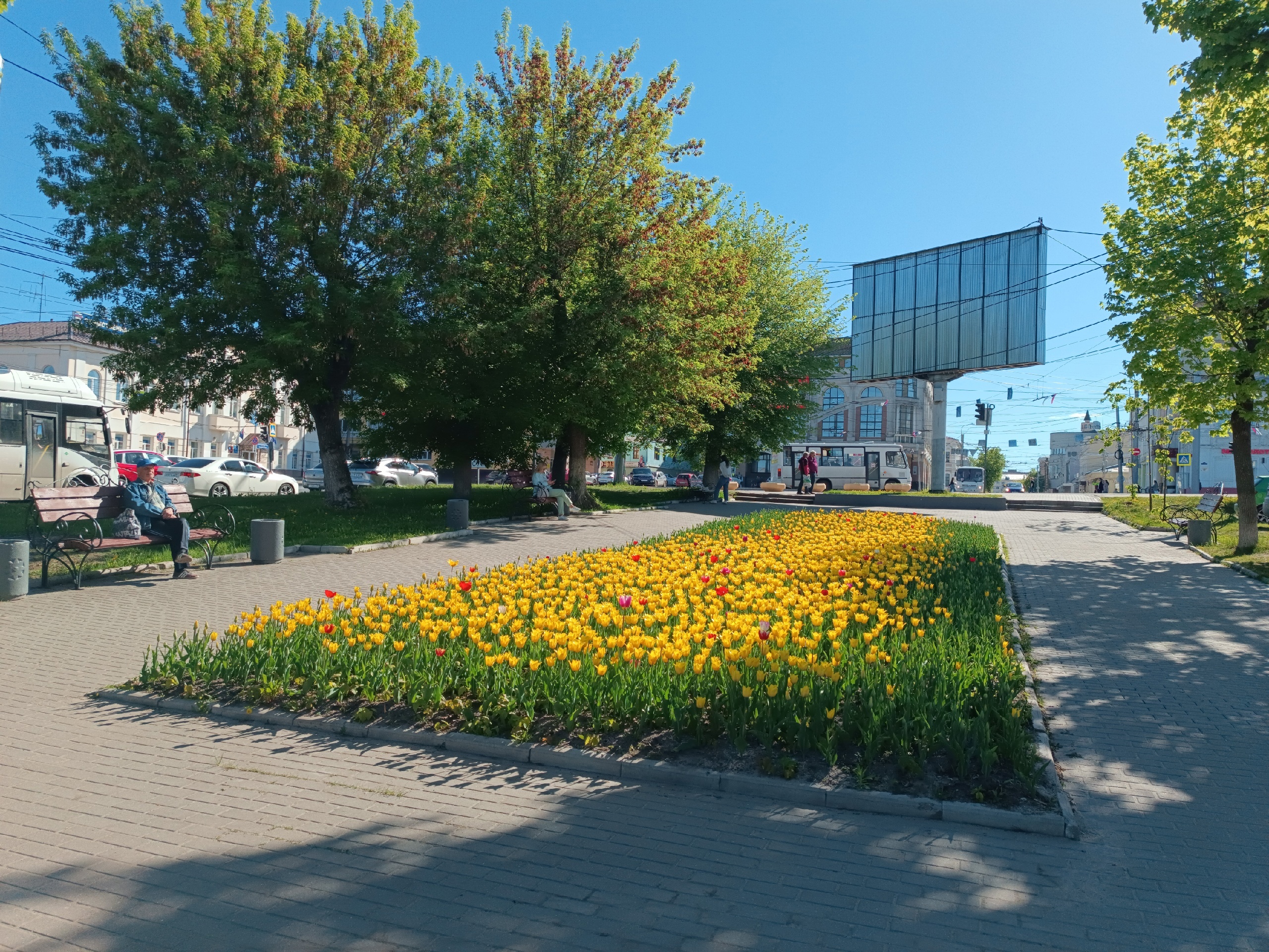 В Иванове после тюльпанов в городские клумбы высадят 150 тысяч однолетников