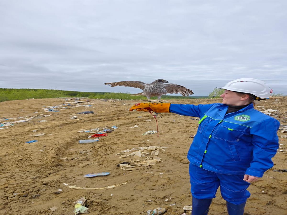 фото с полигона ТБО на Сахалине