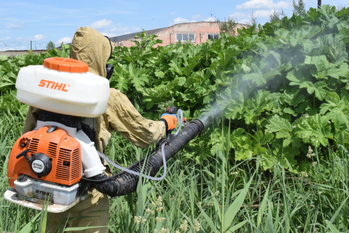 В Иванове обработали химикатами 1,9 гектаров зарослей борщевика
