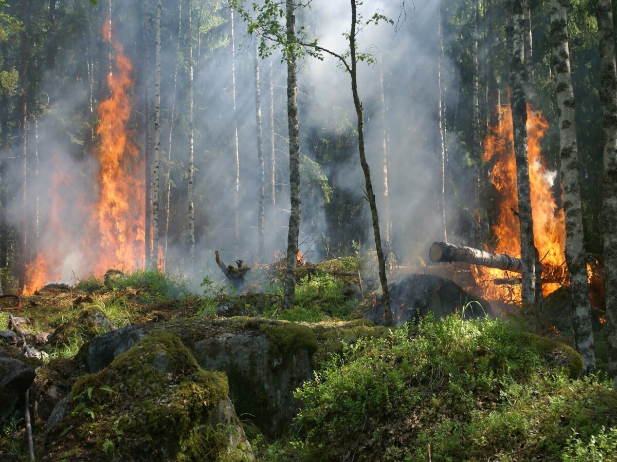 Усилен контроль за лесопожарной обстановкой в Рязанской области -  province.ru