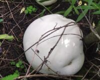 В Рязанском районе в селе Подвязье на даче выросли четыре огромных гриба