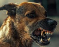 Администрация Чудовского района заплатит за то, что бродячая собака покусала старушку