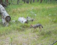 В Рязанской области в Окском заповеднике фотоловушка засняла подросшего волчонка