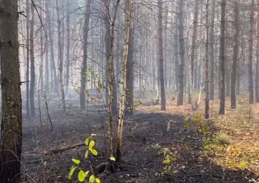 пожар Рачейская тайга