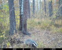 В Рязанской области фотоловушка Окского заповедника запечатлела барсука