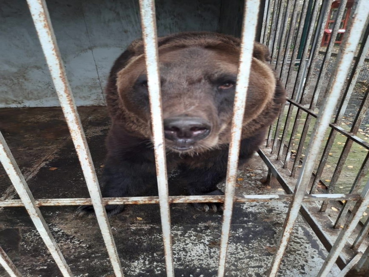 В Рязанской области медведя Мишу привили от бешенства