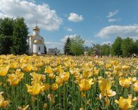 В Иванове высадят до морозов 60 тысяч луковиц тюльпанов