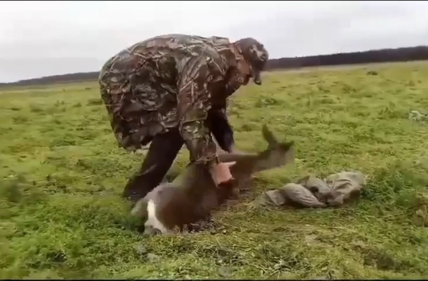 В Великом Новгороде косуля пришла учиться