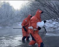 Гуси МЧС