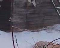 тигр ранил охотоведа