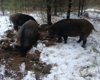 В Рязанской области в лесу на территории Окского заповедника кабаны разрыли «подземную аптеку»