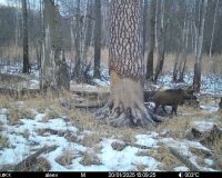 В Рязанской области в Окском заповеднике фотоловушка сработала на кабанов, пришедших почесаться о старую сосну
