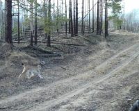 В Рязанской области в Окском заповеднике фотоловушка засняла волка и рысь