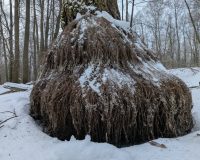 В городе Рязани в мещерских лесах обнаружились «бородатые дубы»