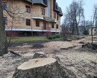Кому помешали липы на Большой Московской в Великом Новгороде?