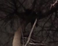 собака на дереве
