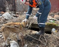 Рязанские волонтеры спасли собаку, которая собака провалилась в траншею