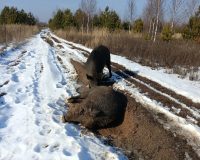 В Рязанской области в Окском заповеднике в первый день весны кабаны приняли СПА-процедуры