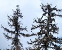 На площади Ленина в Рязани срубят голубые ели — их заменят новыми