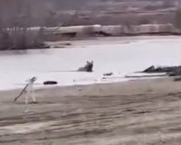 медведь бросился
