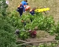 дерево упало на человека