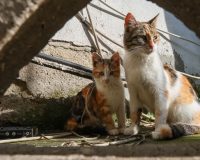 Кошка с котенком