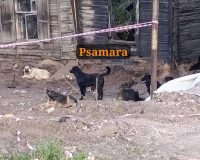 собаки