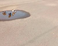 Животным тоже будет несладко. Не забывайте чаще поить своих питомцев, а также уличных пушистых и пернатых