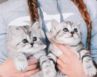 две кошки