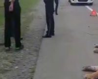 сбили тигра