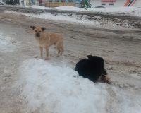Суд обязал администрацию Фурманова выплатить за укус ребенка бродячей собакой