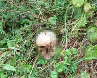 В Шуе обнаружили человеческий череп и останки лошади