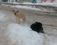 В Пестяках на ребенка напала бездомная собака