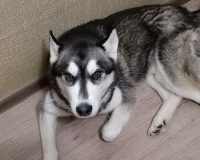 Можем ли мы привлечь к ответственности владельца пса, выгуливающего пса без намордника?