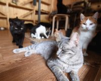 кошки